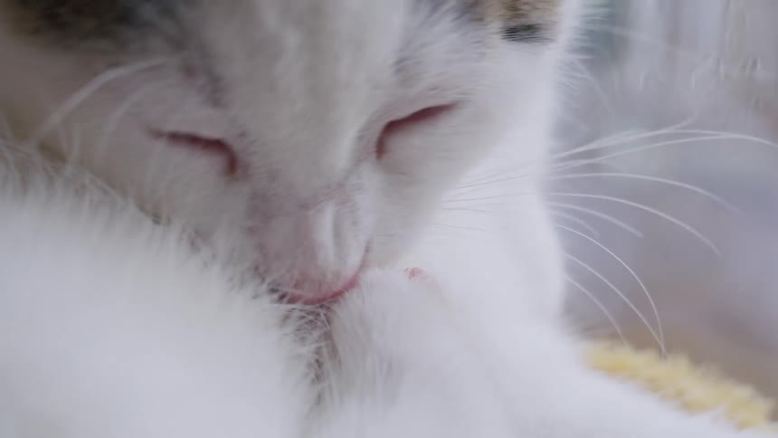Extreme close-up slow-motion shot of a white cat meticulously grooming its paw and fur