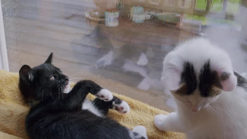 Two adorable black and white kittens playfully wrestle and swat each other in slow motion on a soft blanket by a rainy window