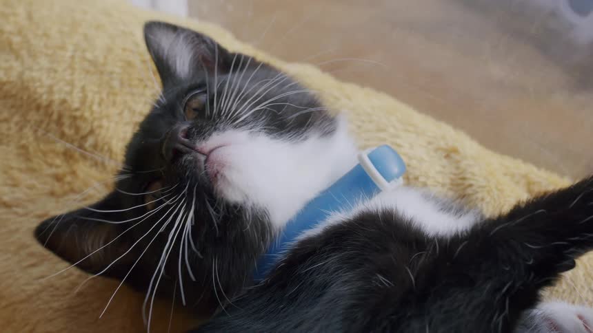 Two adorable kittens playfully wrestle and groom each other in a slow-motion close-up