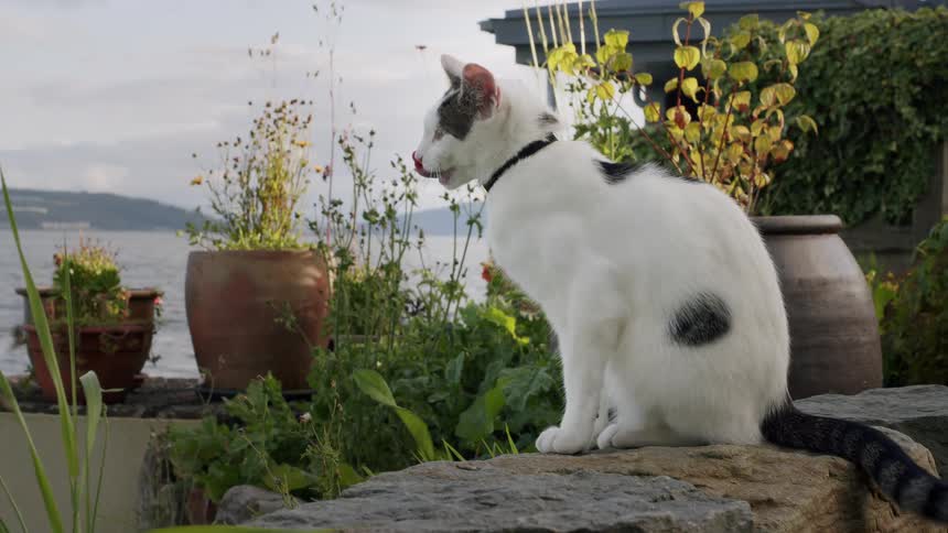 A white cat with black spots sits on a stone wall in a garden overlooking the water, meticulously grooming itself in slow motion