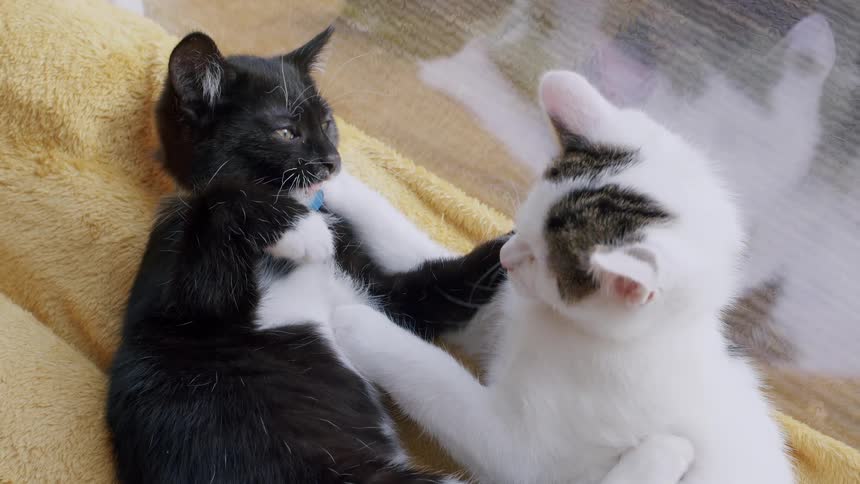 Adorable black and white kittens playfully wrestle and fight in slow motion on a cozy yellow blanket