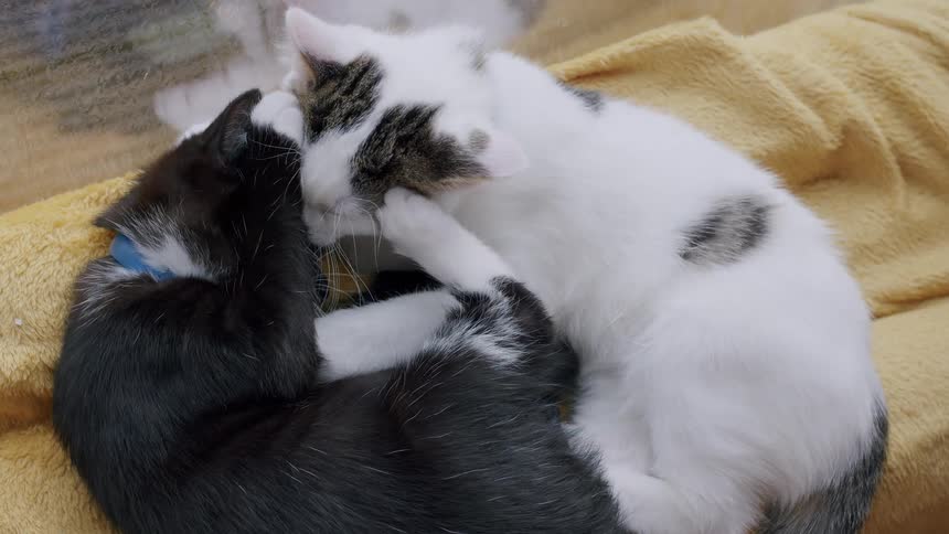 An adorable white kitten licks and grooms a black kitten as they cuddle together on a soft yellow blanket