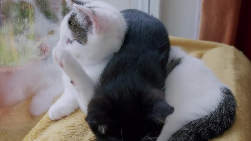 A sleepy black and white kitten yawns widely before cuddling up with its white sibling on a cozy blanket in slow motion