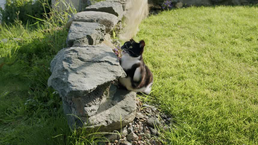 A playful black and white cat leaps and jumps in slow motion to catch a feather toy in a beautiful, sunny garden by the water