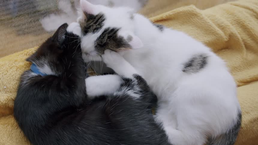 A white kitten with black spots lovingly grooms its black and white sibling on a soft yellow blanket in a playful cuddle session