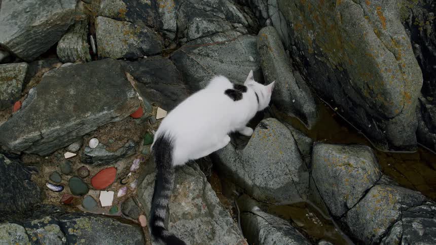 Two curious cats, one white with black spots and one black, drink water from a puddle among the large, mossy rocks on a beach