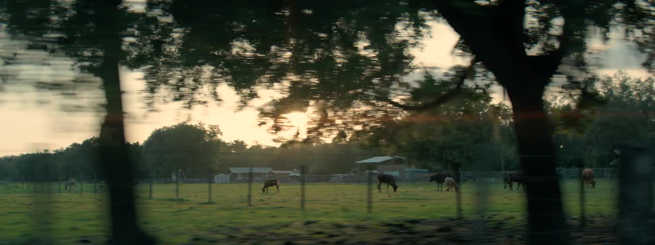Golden hour sun flares through the trees as the camera drives past a peaceful farm with cows grazing in a green field