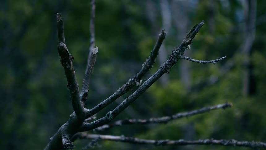 A close-up of a broken tree branch in a moody forest setting
