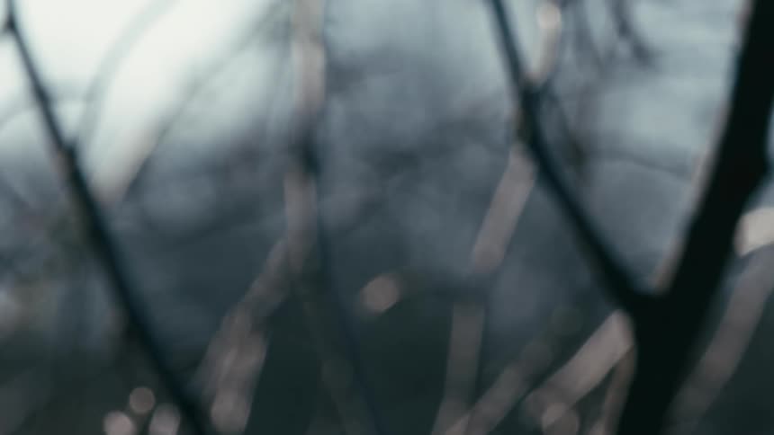 An atmospheric out-of-focus shot of bare tree branches against a gray sky