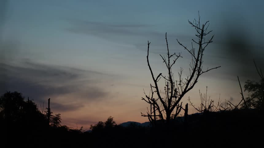 A barren tree is silhouetted against the colorful sky during a tranquil dusk