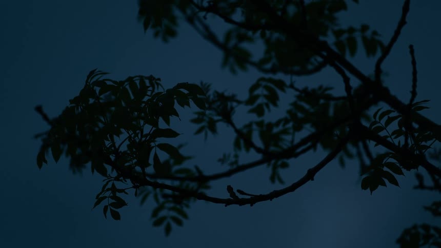 Close up of a silhouetted tree branch swaying in the wind against a deep blue night sky