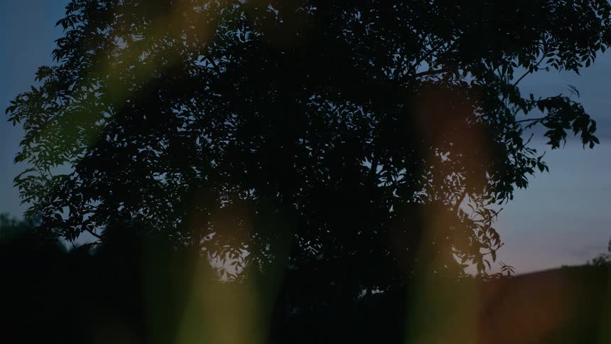 A silhouetted tree with dense leaves stands against the twilight sky as a gentle breeze blows, viewed through dreamy light flares in the foreground