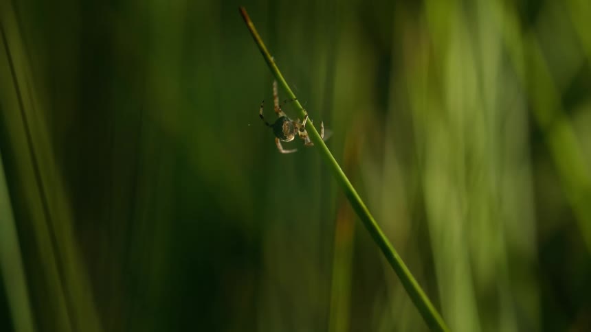 A macro close-up captures a small spider meticulously spinning its web on a vibrant green blade of grass
