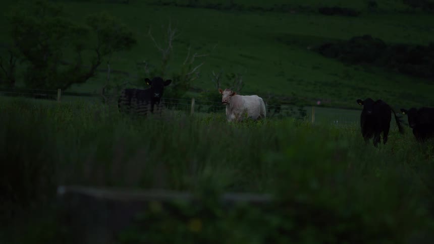 A herd of black and white cows stands peacefully in a dark grassy field at dusk