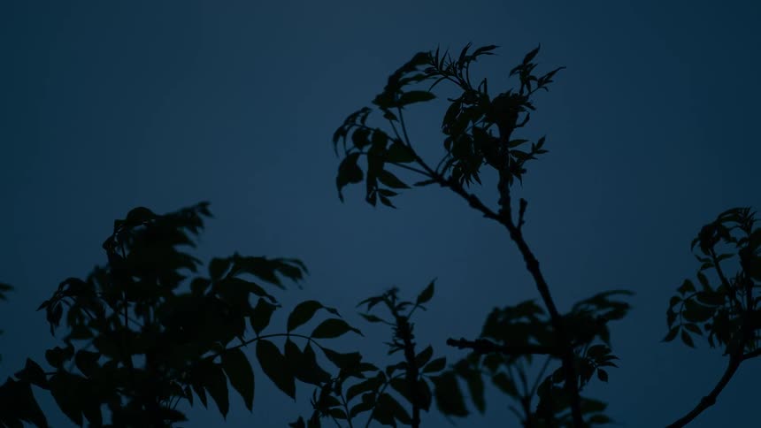 Tree branches and leaves are silhouetted against a dark blue sky as they blow in the wind at dusk