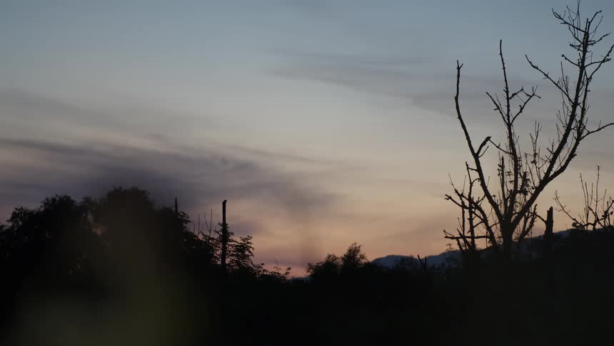Silhouetted bare trees stand against a serene dusk sky with lingering sunset colors