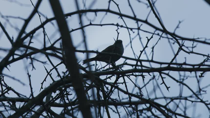 A silhouetted bird sings while perched on a thorny, leafless branch against an overcast sky