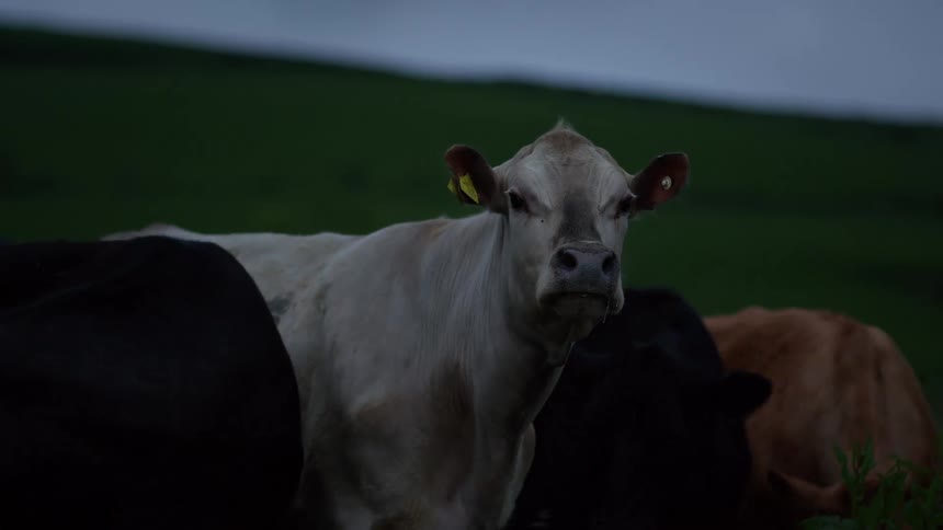 A white cow stares intently at the camera while chewing cud amidst a dark herd in a field at dusk