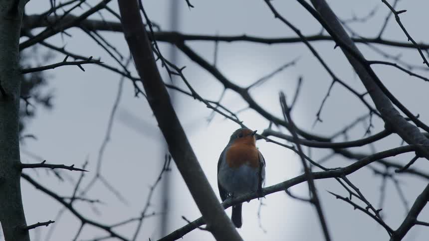 A vibrant red-breasted robin sings a single note while perched on a thorny, leafless branch in winter
