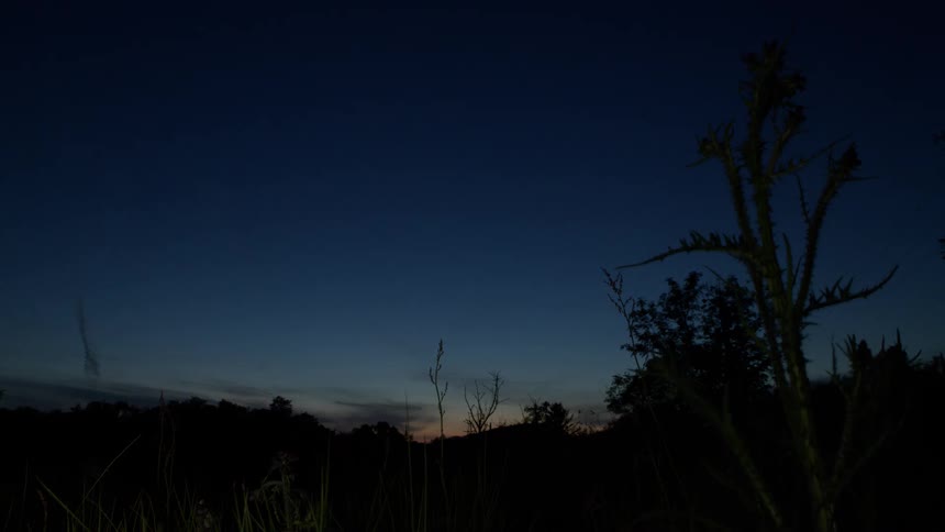 Insects swarm in a quiet meadow at twilight, silhouetted against a deep blue sky