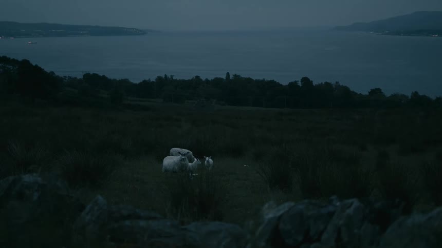 Sheep graze in a dark coastal field at night with a bay and city lights visible in the background
