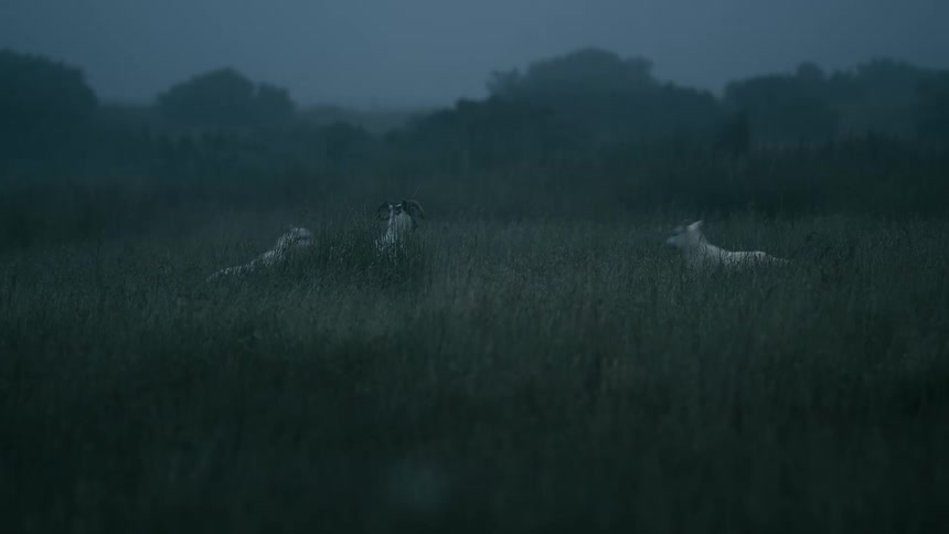 A mother sheep and her lambs lie down to rest in a tall, grassy field on a dark and foggy evening