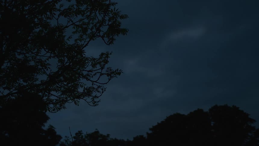 A bat flies across the dark night sky as distant lightning flashes behind silhouetted trees