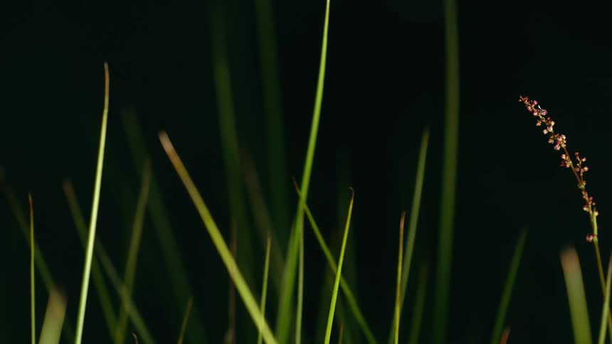 A close-up, minimalist shot of a single flowering plant and tall green reeds against a dark background at night