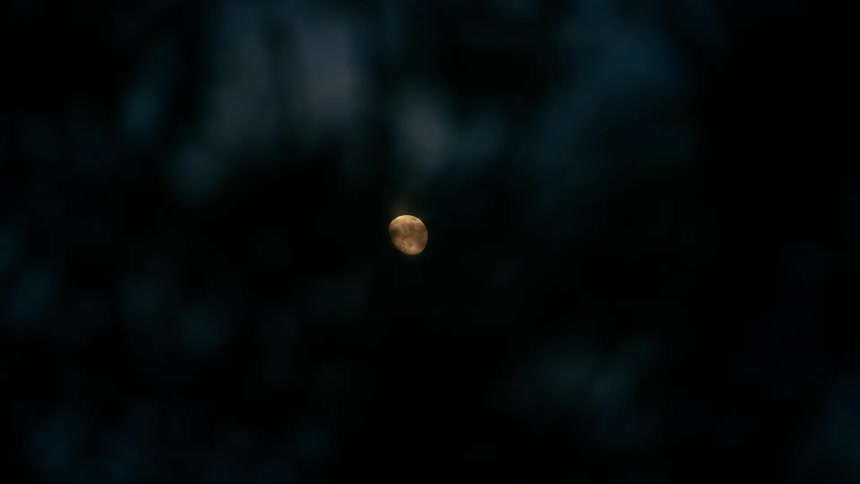 A yellow moon is suspended in the center of a dark night sky, framed by blurry, out-of-focus trees