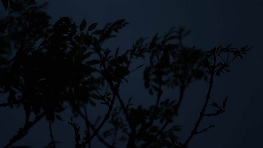 The silhouette of tree branches swaying gently in the breeze against a dark night sky