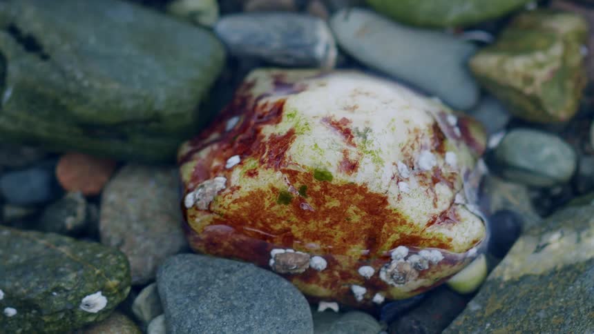 Calm, clear water ripples over a colorful rock covered in barnacles and algae in a tide pool