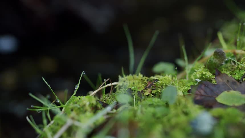 A close-up shot captures shimmering morning dew droplets clinging to blades of grass and vibrant green moss