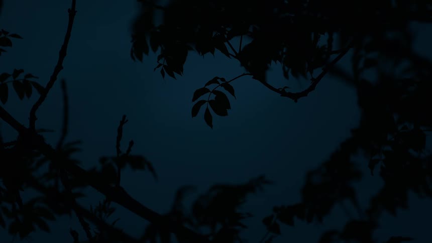 Tree leaves and branches are silhouetted against a dark, moody night sky as they sway in the wind