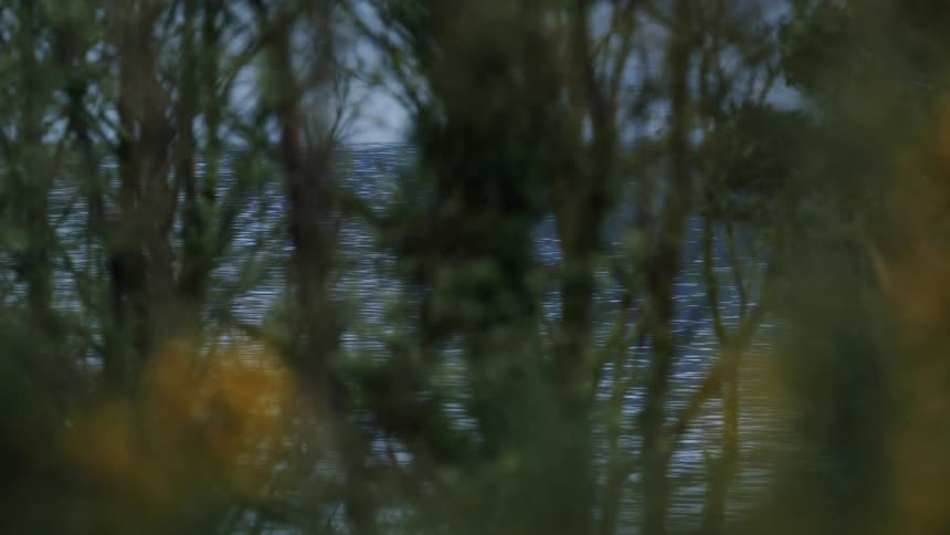 A serene view of gentle ripples on a calm lake seen through blurry foreground foliage