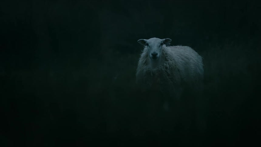 A lone white sheep stares from a dark field at night before turning and walking out of frame