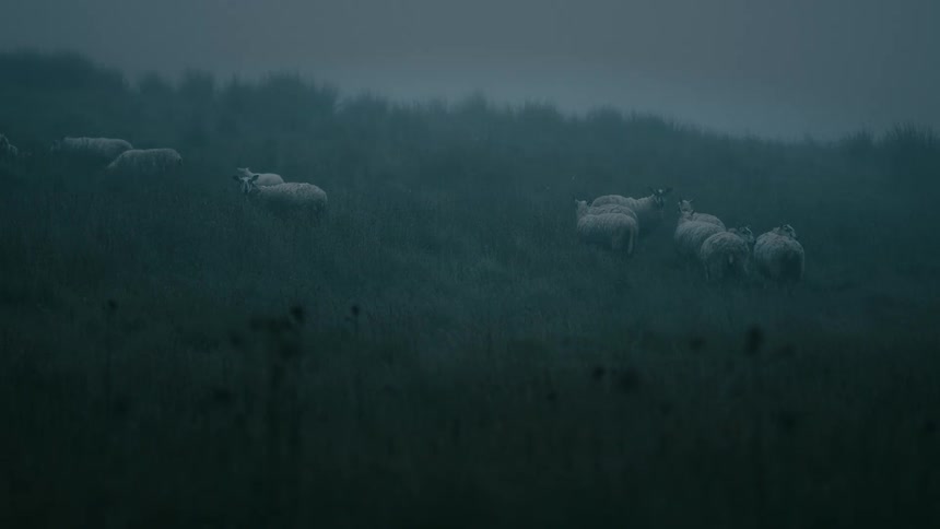 A flock of sheep stands on a grassy moor in the thick mist and low light of dusk