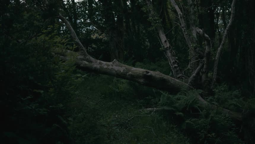 A large fallen tree log rests on an overgrown slope in a dark and mysterious forest