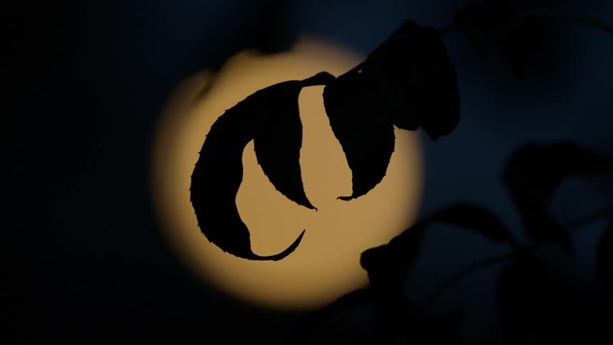A close up shot shows a silhouetted leaf hanging in front of a glowing out of focus full moon