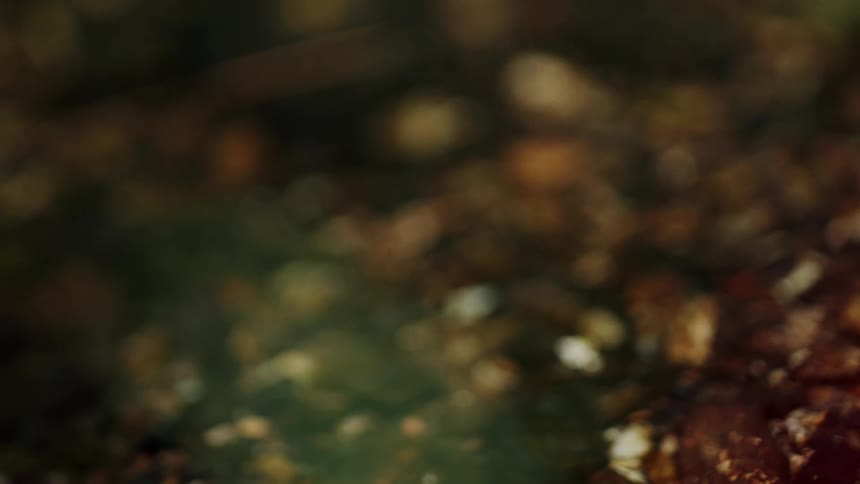 A blurry background with soft bokeh in natural green and brown colors