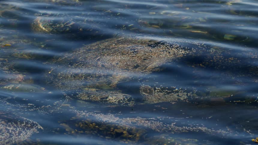 Crystal clear ocean water gently ripples over a shallow seabed of rocks and seaweed on a calm sunny day