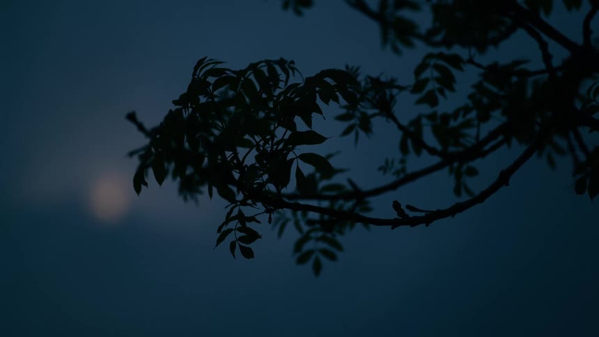 The silhouette of a tree branch sways in the wind against a deep blue night sky with a hazy moon