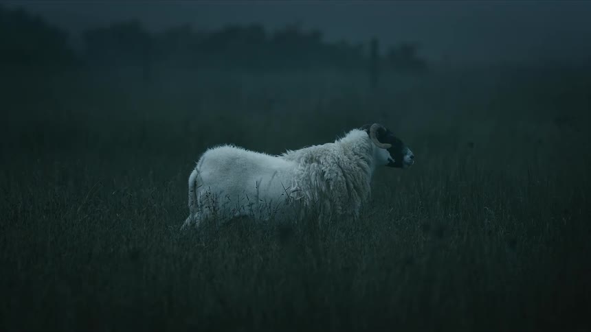A solitary ram with horns stands chewing in a dark and moody field at dusk before slowly turning its head to look
