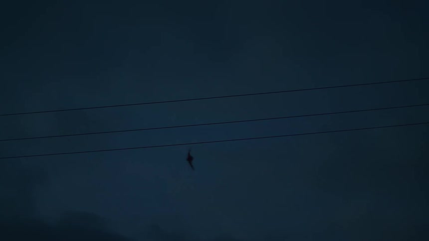 Bats fly through the dark, cloudy sky at dusk past silhouetted power lines