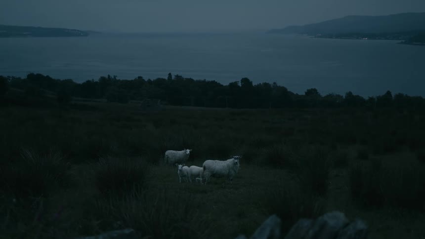 A family of sheep stand together in a dark, moody field at twilight, overlooking a vast body of water and distant hills