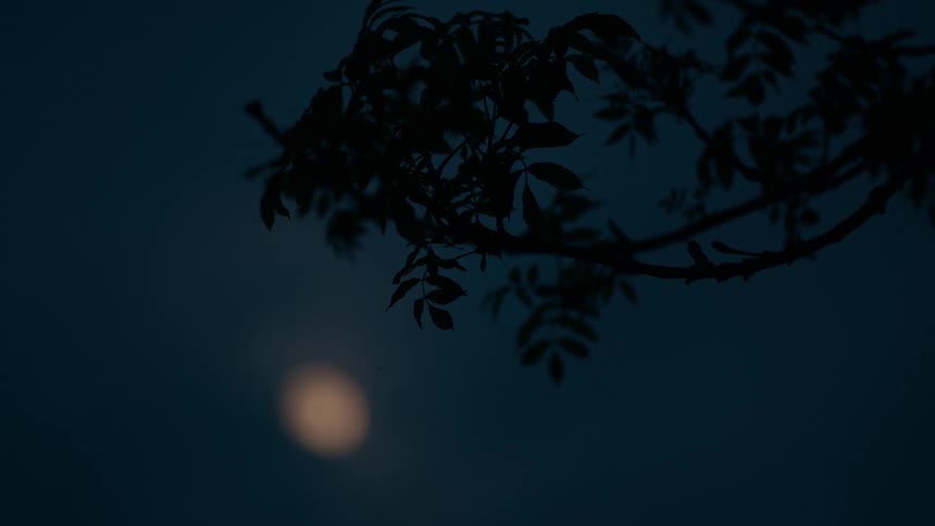A silhouetted tree branch hangs in the foreground against an out-of-focus moon on a dark night