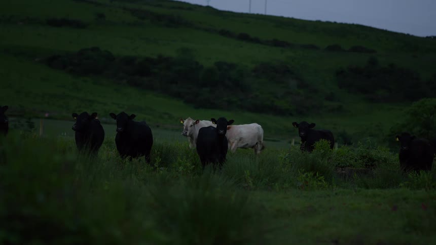 A herd of cows stands looking toward the camera in a dark, grassy field as night falls over the rolling hills