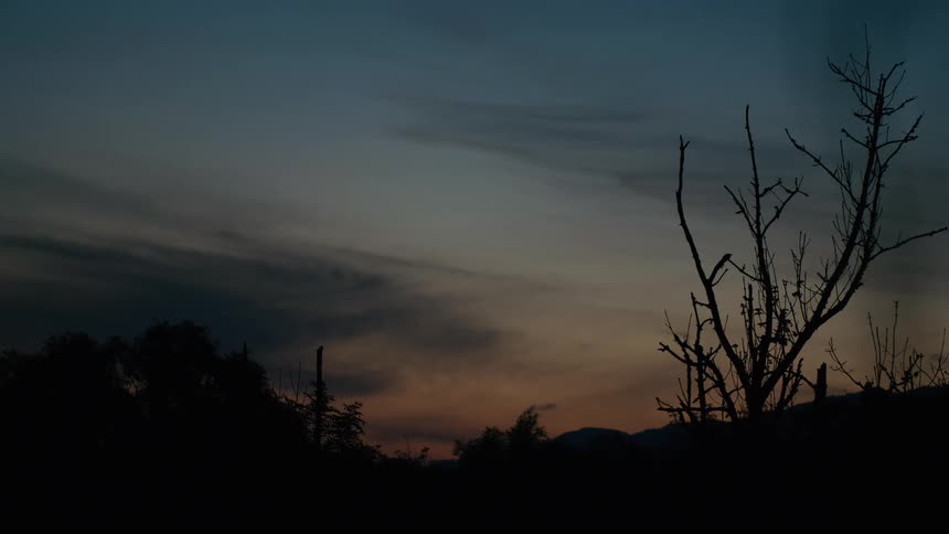 A tranquil twilight scene shows a silhouetted, barren tree against a faintly colored evening sky