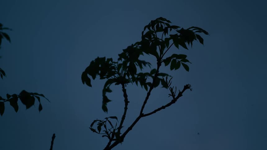 A silhouetted tree branch sways gently against the dark blue twilight sky as insects fly by