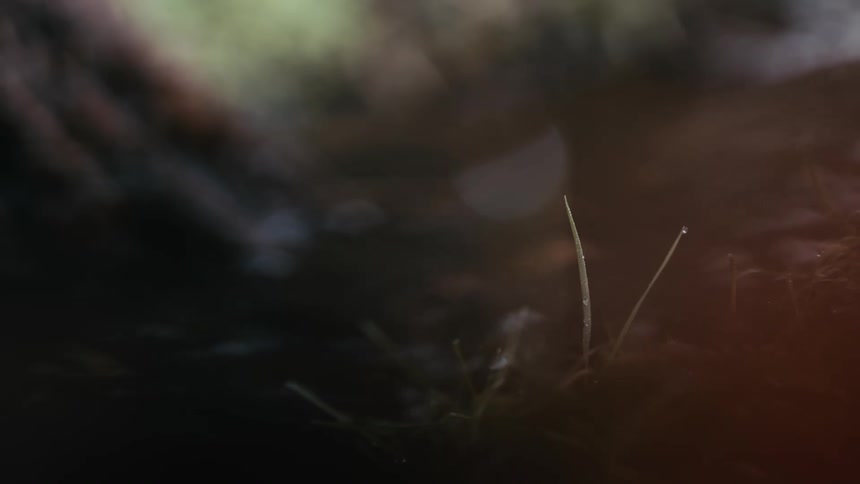 A serene macro close-up shows a single dewdrop clinging to a blade of grass against a dark, out-of-focus background
