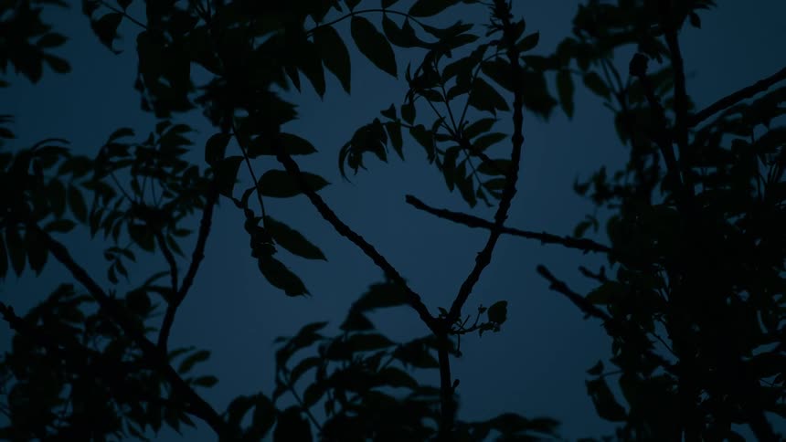 Silhouetted tree branches and leaves sway in a gentle breeze against a dark blue evening sky